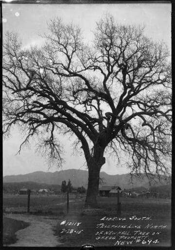 Telephone line