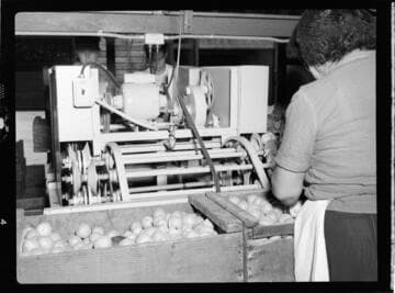 Fruit packing plant