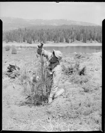 Big Creek Tree Farm