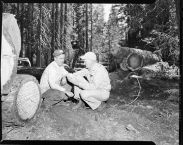 Big Creek Tree Farm
