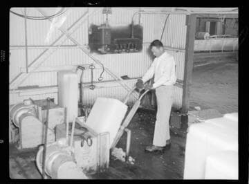 Imperial Ice Plant