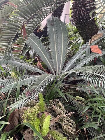 Dioon merolae