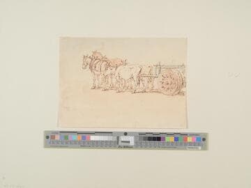 Horses and Oxen