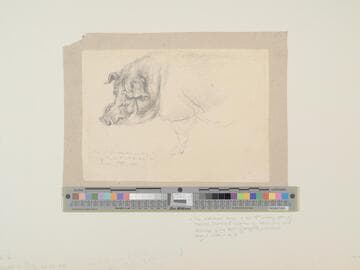 Pig
