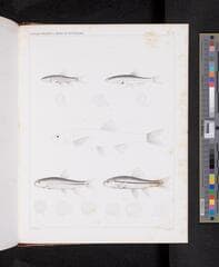 Go to image 1110.