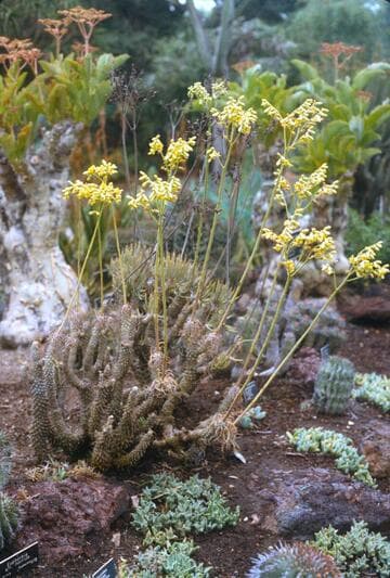 Tylecodon wallichii