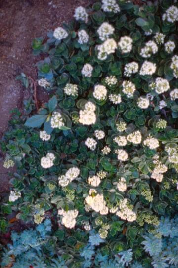 Crassula lactea