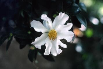 Go to image 7.
