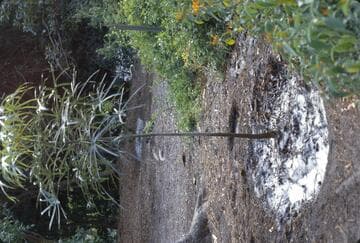 Brachychiton