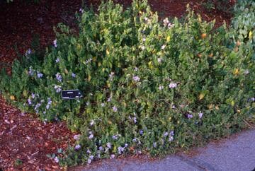 Barleria