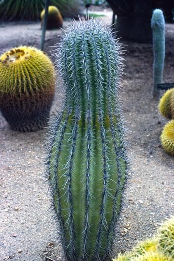 Carnegiea gigantea