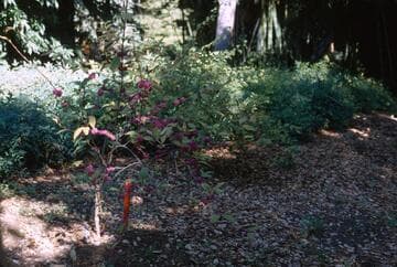 Callicarpa japonica
