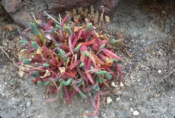 Cheiridopsis