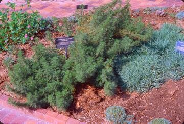Artemisia vulgaris