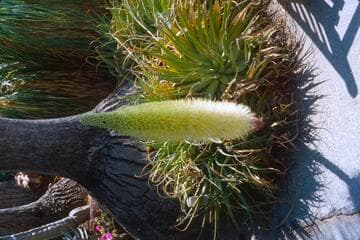 Agave bracteosa