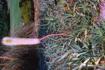 Agave bracteosa