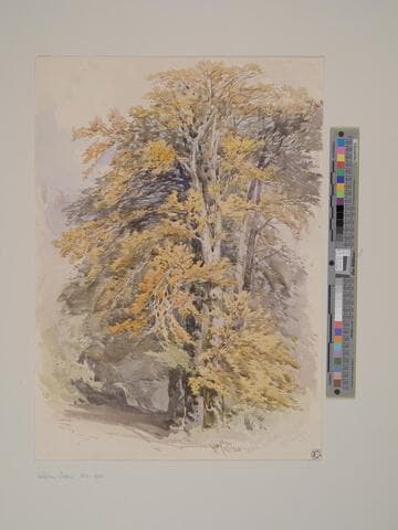Beech Tree