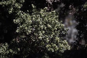 Colletia paradoxa