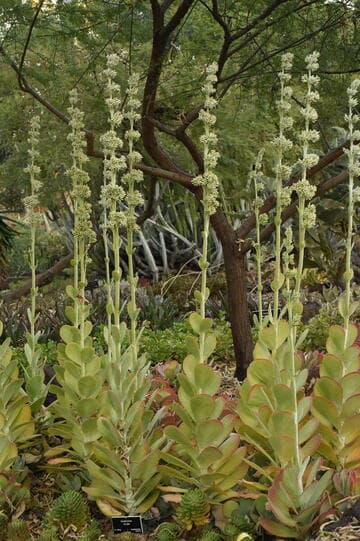 Kalanchoe luciae