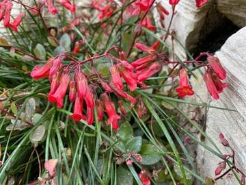 Kalanchoe hybrid