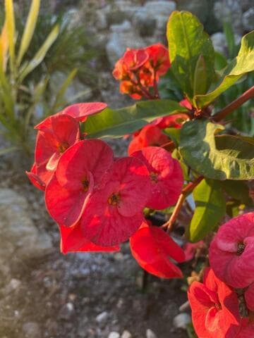 Euphorbia (open hybrid)