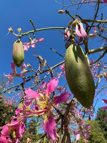 Chorisia speciosa