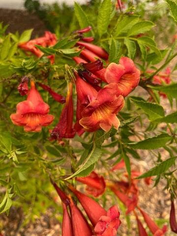 Tecoma 'Crimson Flare'