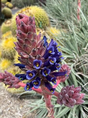 Puya venusta