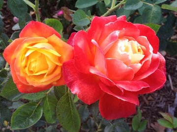 Rosa 'Judy Garland'