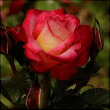 Rosa 'Dick Clark'