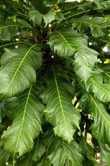 Ficus pseudopalma