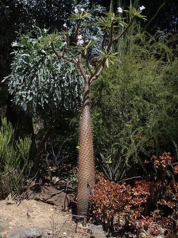 Pachypodium lamerei